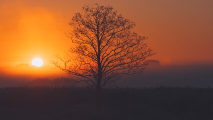 Fototapeta premium tree in the rays of the morning sun.