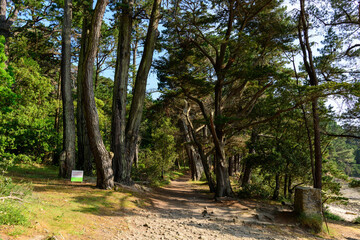 Fototapeta premium Winding dirt path lined with tall pine trees and dense greenery, bathed in warm sunlight along the forested coastline of Berder Island.
