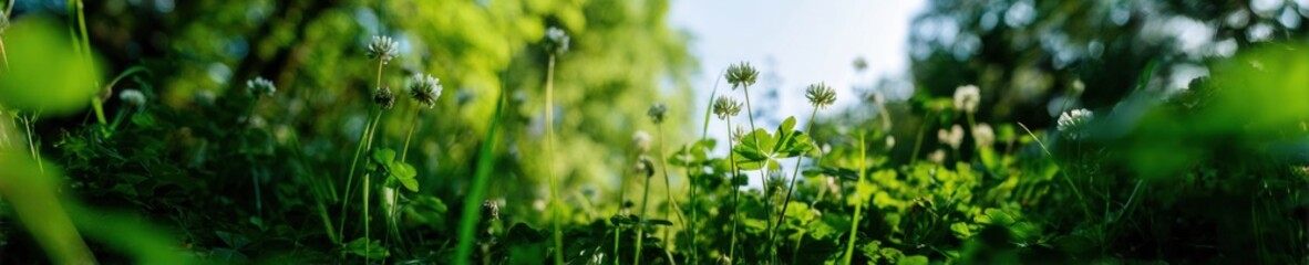 Obraz premium Fresh Green Clover and Grass Field in Spring Garden Scene with Blurred Foliage and Soft Bokeh Lighting Background for Nature Content or Wellness Advertising