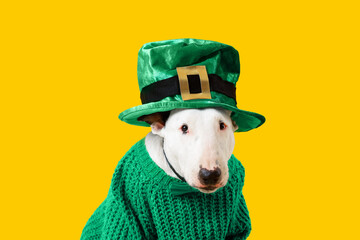 Cute Bull Terrier dog with leprechaun's hat, green sweater and bow tie on yellow background. St....