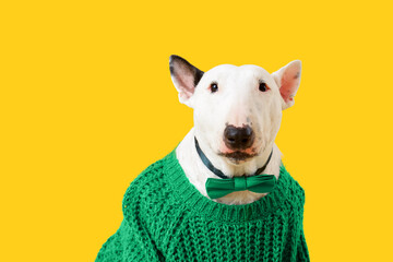 Obraz premium Cute Bull Terrier dog with green sweater and bow tie on yellow background. St. Patrick's Day celebration
