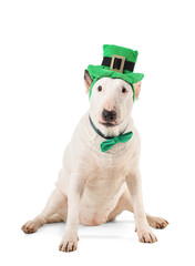 Fototapeta premium Cute Bull Terrier dog with leprechaun's hat and green bow tie on white background. St. Patrick's Day celebration
