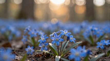 spring flowers in the forest