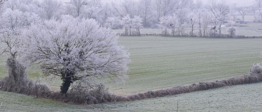Givre dans un paysage de prairie campagnarde, compos&eacute; de champs et d'arbres, par temps brumeux, en France, format banni&egrave;re