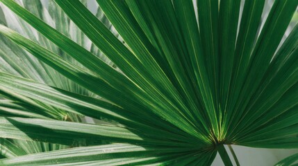 Obraz premium Close up of green palm leaf texture showcasing radial patterns for natural background and botanical design projects with organic foliage and copy space