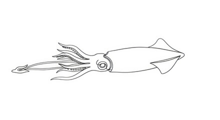 Fototapeta premium Squid Line Drawing Illustration. Marine Cephalopod Outline Art on White Background.