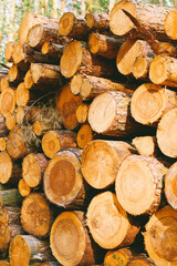Stack of cut logs in forest sunlight