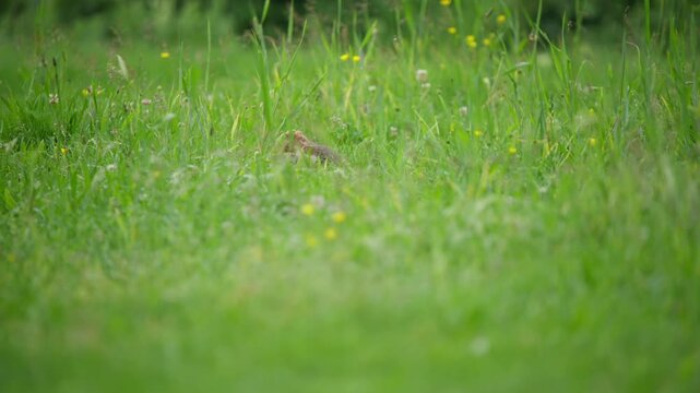 European hamster barely visible, peeking while foraging through tall grass