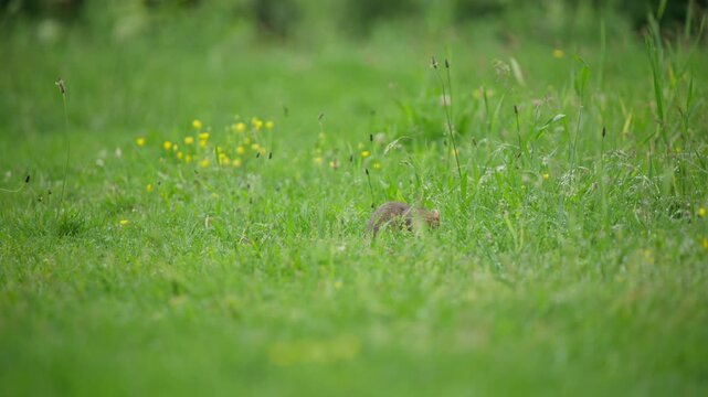 European hamster frantically forages right, partially hidden in long grass