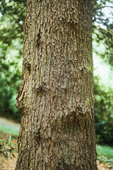 Fototapeta premium Close up wooden surface with natural cracks