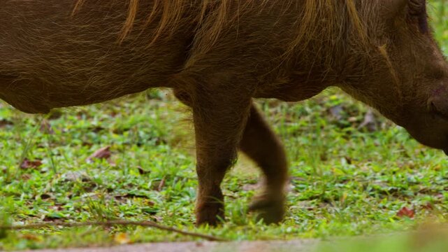 Warthogs (Phacochoerus Africanus) Walking In The Grassy Savannah In Murchison Falls National Park, Uganda. - closeup shot