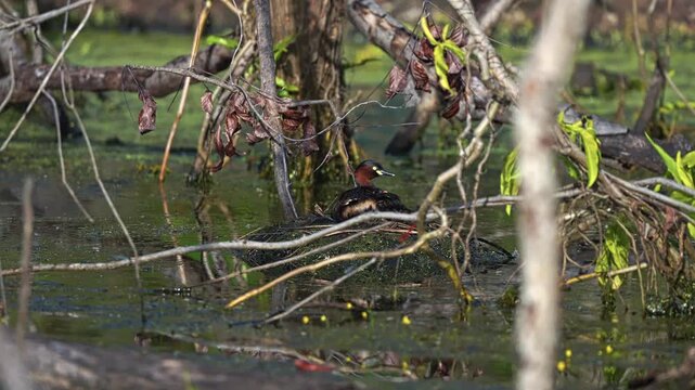 Little Grebe Resting On The Wetland With Dry Branches Of Trees. - static shot