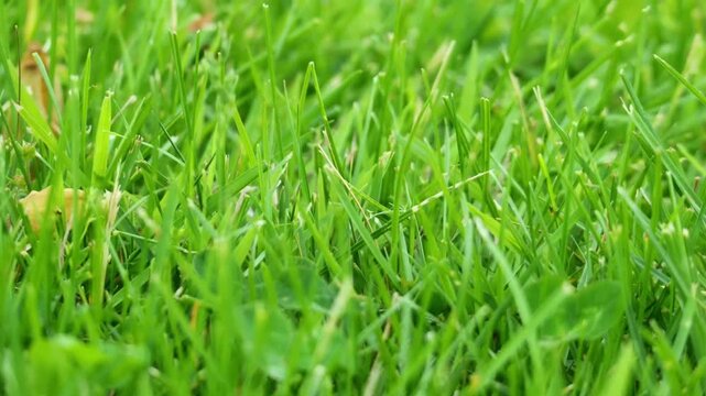 An extreme close up shot of an Ant crawling up and down blades of green grass on a summer day.