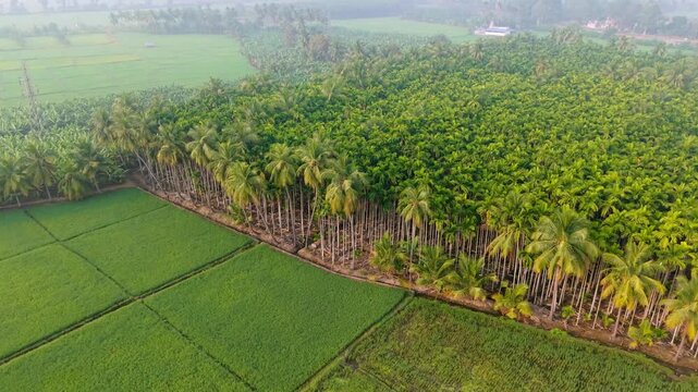 Aerial view of a dense areca nut plantation surrounded by lush green farmland and coconut Trees, showcasing tropical agriculture, and serene rural scenery in a well-organized farm landscape.