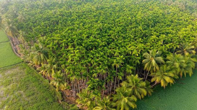 Aerial view of a dense areca nut plantation surrounded by lush green farmland, showcasing tropical agriculture, rich vegetation patterns, and serene rural scenery in a well-organized farm landscape.