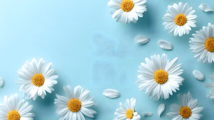 Fototapeta premium Vibrant White Daisies with Sparkling Water Droplets on a Soft Blue Backdrop