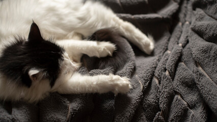 A fluffy black and white cat rests comfortably on a soft gray blanket. The cat's paws are stretched out, showcasing its relaxed demeanor. © Ksu