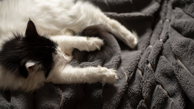 A fluffy black and white cat rests comfortably on a soft gray blanket. The cat's paws are stretched out, showcasing its relaxed demeanor.