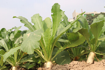 Radishes plant on farm for harvest are cash crops