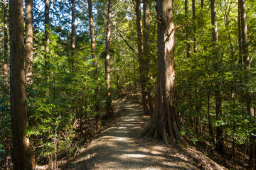 Obraz premium A tranquil dirt trail winds between tall, straight trees in a lush green forest, illuminated by patches of sunlight. The scene is quiet and serene, with natural textures and dappled light creating a