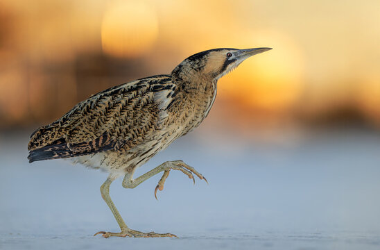 Great bittern bird ( Botaurus stellaris ) close up