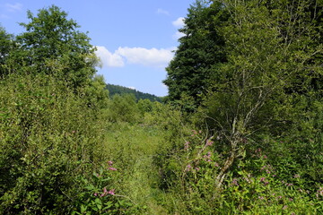 Obraz premium Naturschutzgebiet Hafenlohrtal im Naturpark Spessart, Landkreis Aschaffenburg und Main-Spessart, Unterfranken, Franken, Bayern, Deutschland