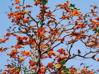 Bastard Teak is species of Butea native to tropical and sub-tropical parts of the indian subcontinent and Southeast Asia .