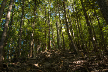 Obraz premium A rugged hillside trail is covered with exposed tree roots beneath a canopy of tall, slender trees. Sunlight filters through the dense green foliage, creating a dynamic interplay of light and shadow