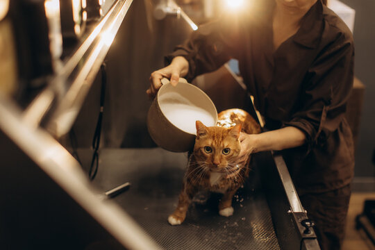 Ginger cat getting bath from woman at pet groomer