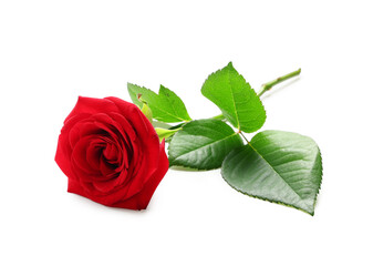 Beautiful red rose flower on white background