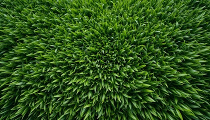 Artificial green grass texture background with natural turf pattern for design use