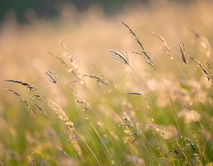 Fototapeta premium Sunlit Grass Field with Gentle Breeze and Warm Evening Glow