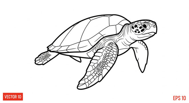 Sea turtle line art vector clean outline illustration