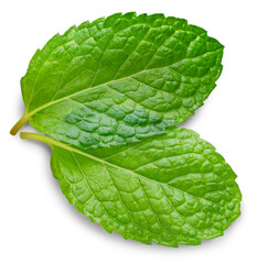Obraz premium Fresh green mint leaves isolated on white background with work path, aromatic herb with natural texture and vibrant color, ideal for food, beverage, wellness, and herbal concept visuals.