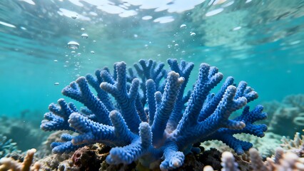 Coral Reef Underwater CloseUp