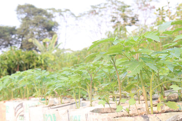 tomato seedling on farm for harvest