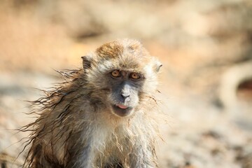 Portrait of a Wet Macaque with Piercing Eyes