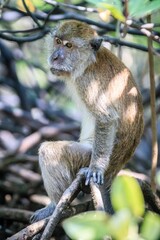Long-tailed Macaque Foraging Among Mangrove Roots