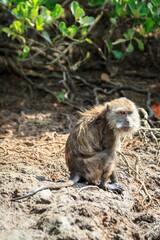 Long-tailed Macaque Foraging Among Mangrove Roots