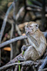 Long-tailed Macaque Foraging Among Mangrove Roots