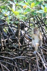 Long-tailed Macaque Foraging Among Mangrove Roots
