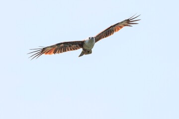 Brahminy Kite Soaring Through Clear Blue Skies