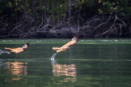 The Silent Strike: A Brahminy Kite Gliding Over Still Waters