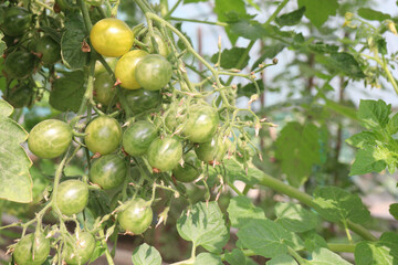 raw tomato on tree in farm for harvest