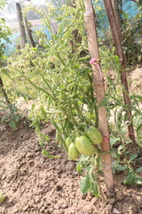 raw tomato on tree in farm for harvest