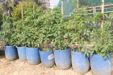 tomato seedling on farm for harvest