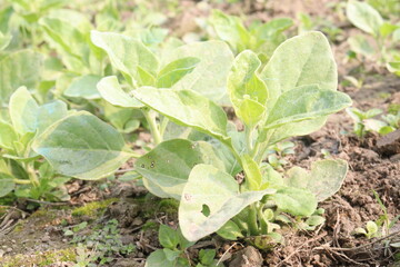 Withania somnifera plant on farm for harvest