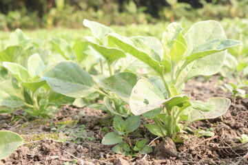 Withania somnifera plant on farm for harvest