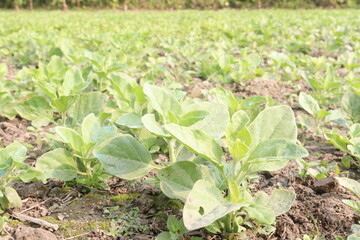 Withania somnifera plant on farm for harvest
