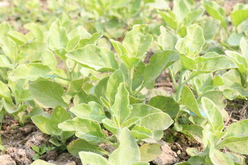 Withania somnifera plant on farm for harvest